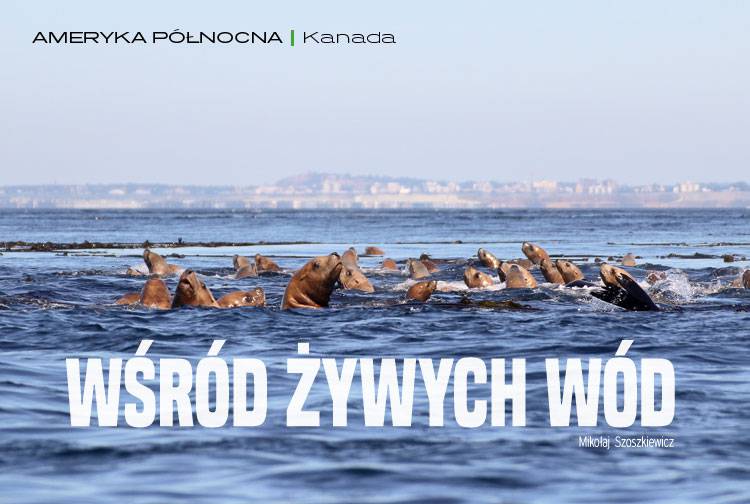 Losowy darmowy artykuł